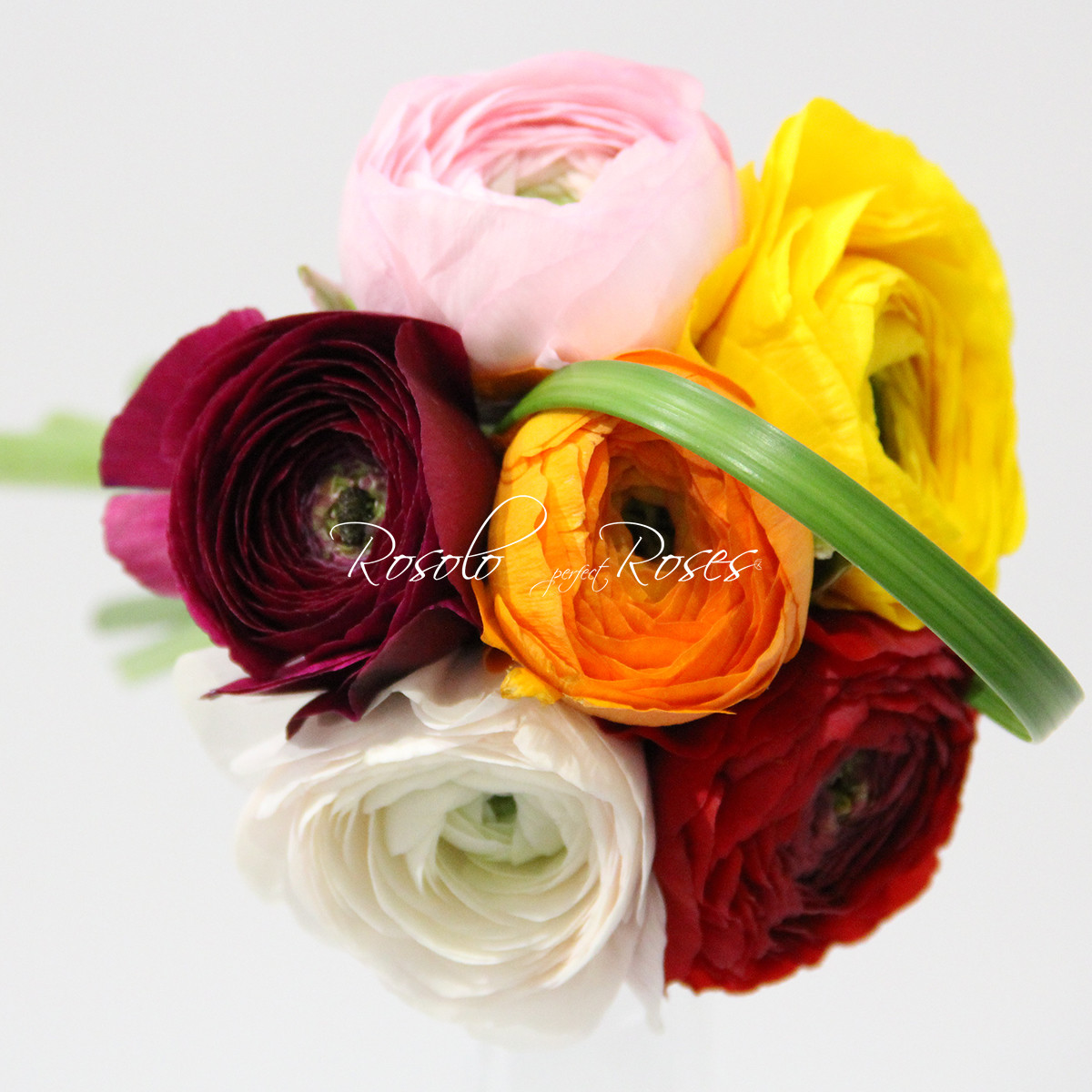 Mini bouquet de renoncules