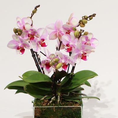 Orchidées