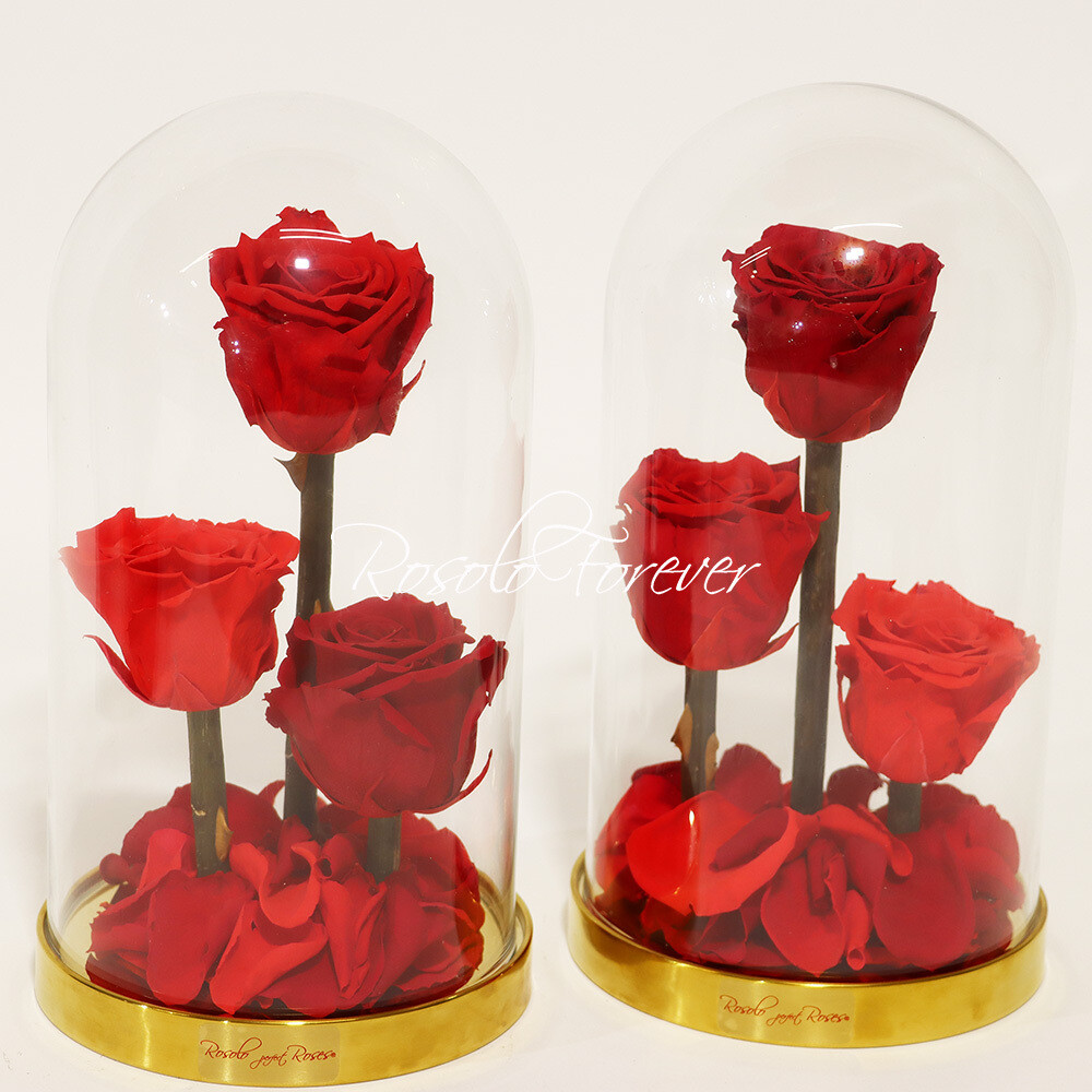 ROSOLO FOREVER: 3 roses rouges sous cloche