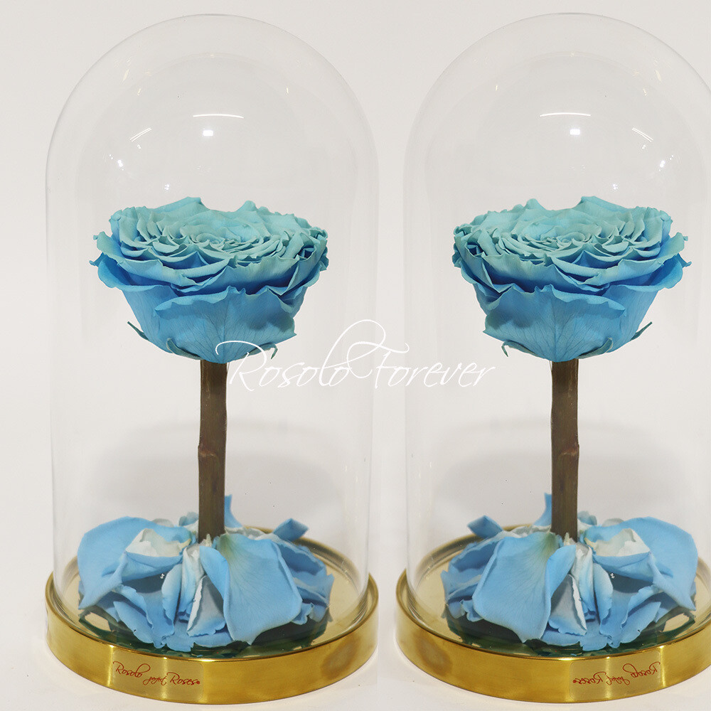ROSOLO FOREVER:  une grande rose, rose ou bleue éternelle sous cloche, Couleur: rose bleu