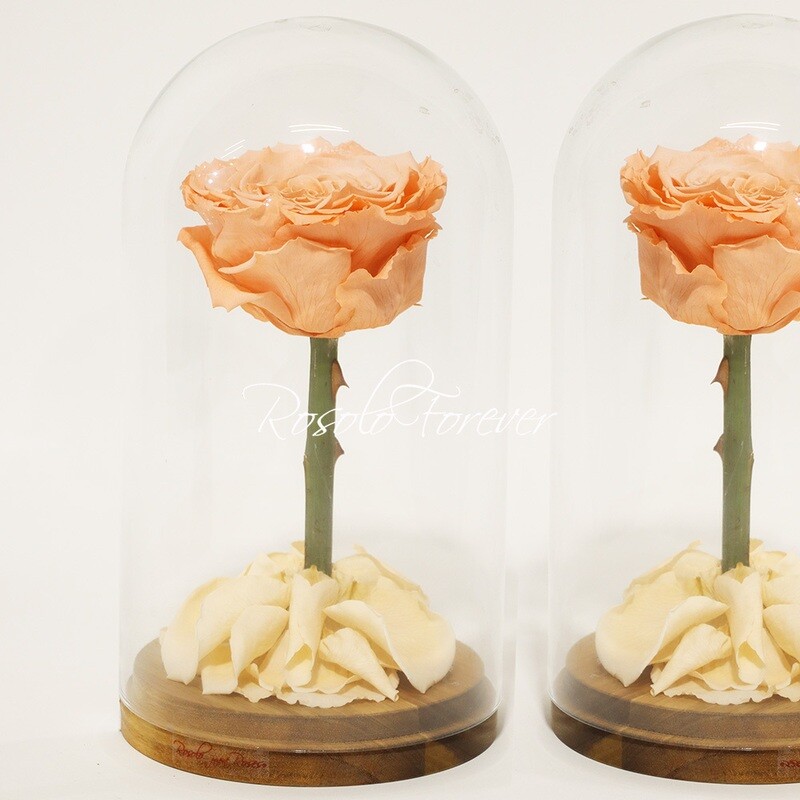 ROSOLO FOREVER:  une grande rose saumon, éternelle, sous cloche