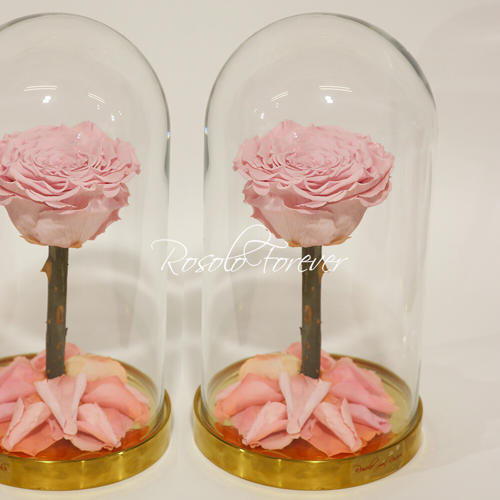 ROSOLO FOREVER:  une grande rose, rose, éternelle sous cloche