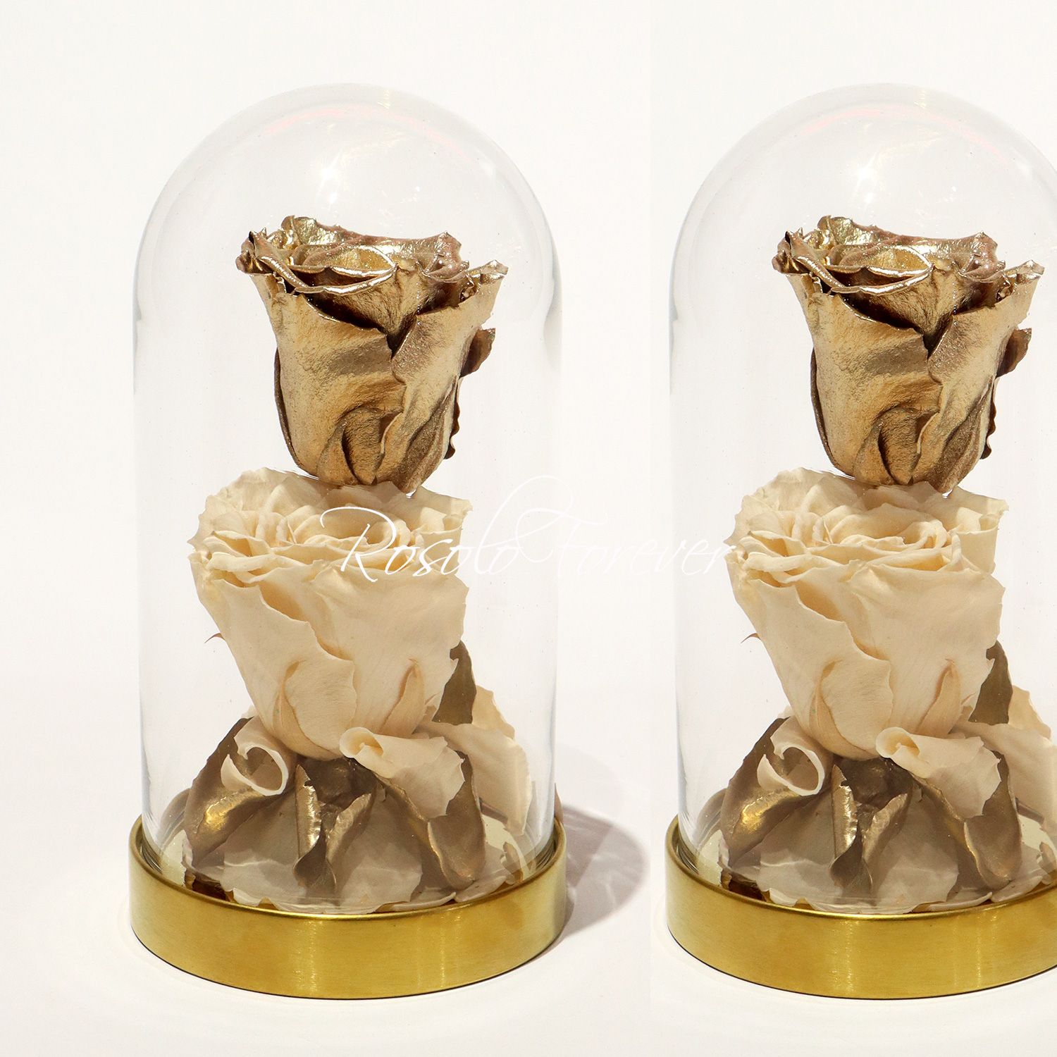 2 grandes roses éternelles sous cloche, tons or et crème