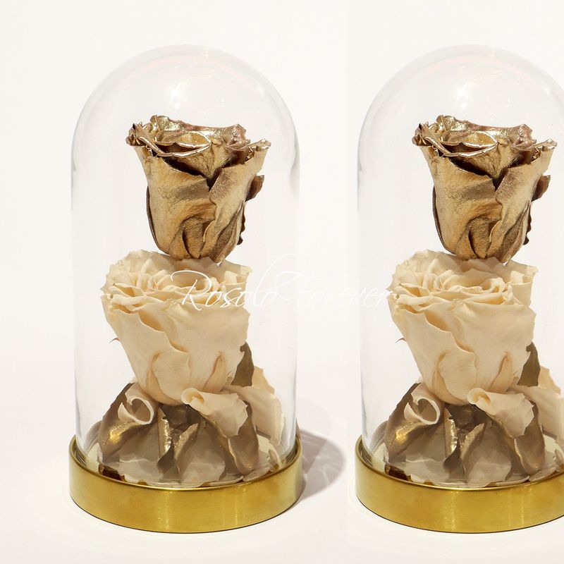 2 grandes roses éternelles sous cloche, tons or et crème