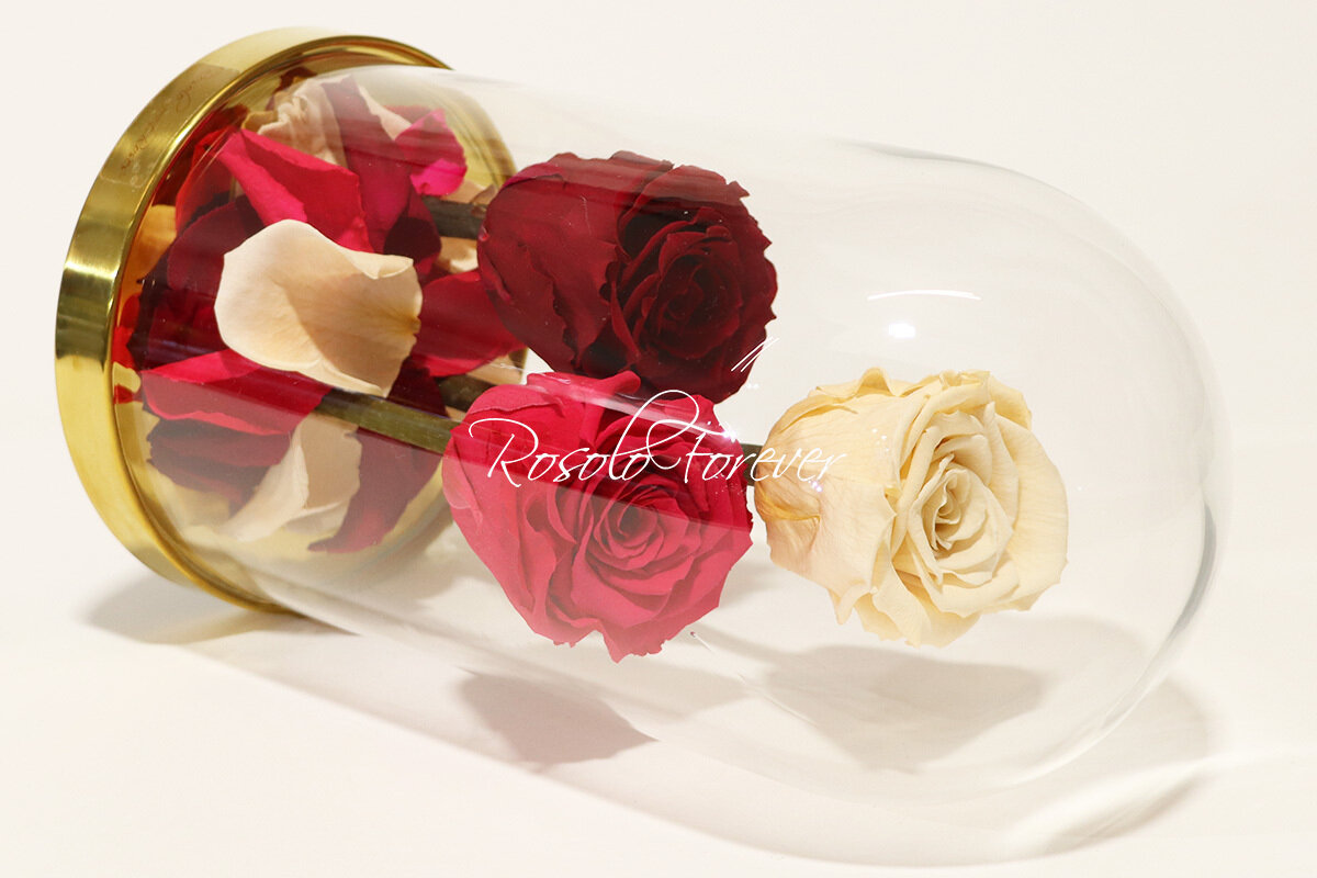 3 grandes roses éternelles sous cloche, tons bordeaux-fuchsia-crème