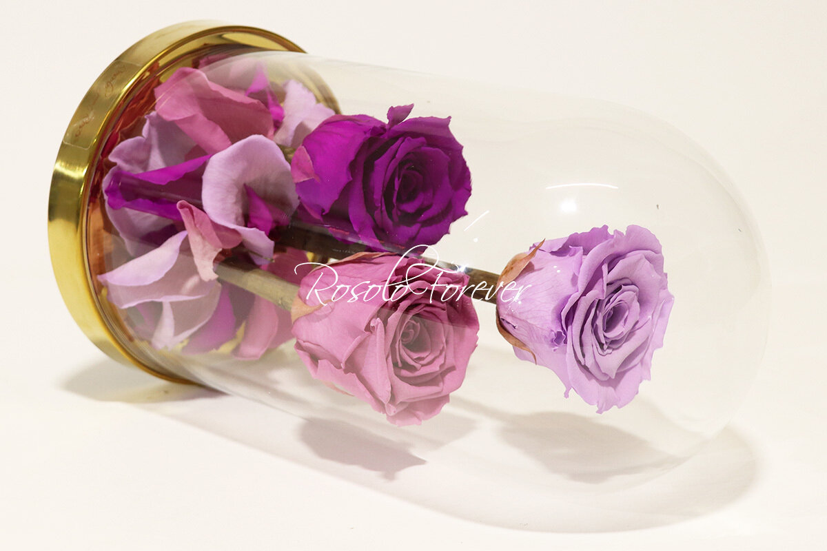 3 grandes roses éternelles sous cloche, tons de mauve