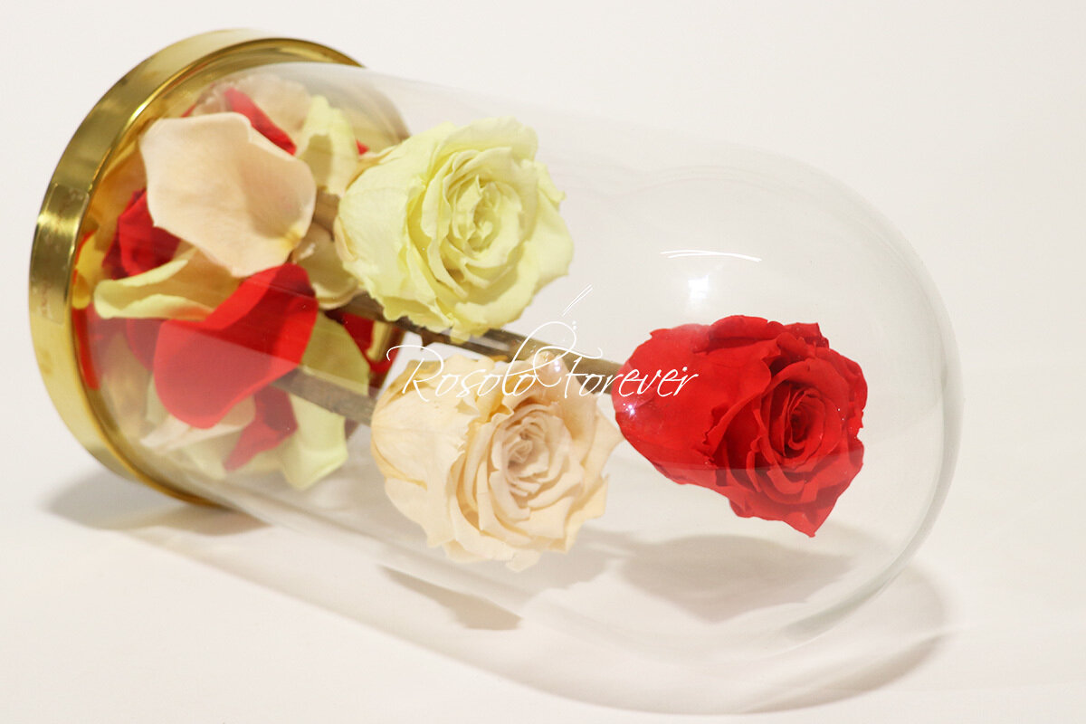 3 grandes roses éternelles sous cloche, tons orange-saumon-jaune pâle