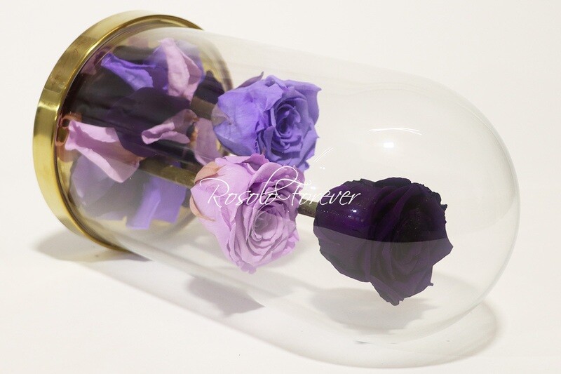 3 grandes roses éternelles sous cloche, tons violet-pourpre
