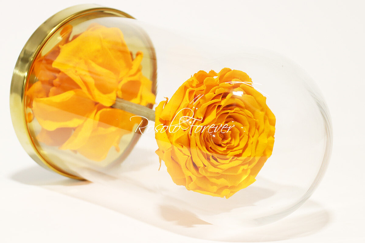 Belle grande rose éternelle sous cloche, taille XL, jaune-orange