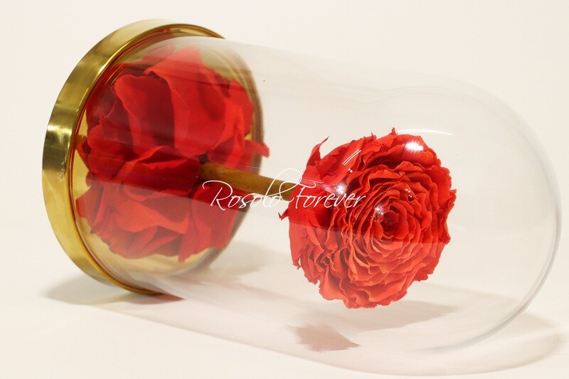 Belle grande rose éternelle sous cloche, taille XL, rouge-orange