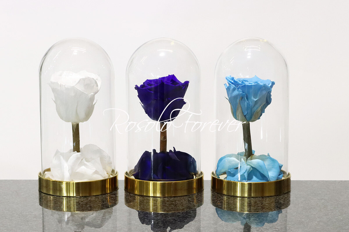 Belle rose éternelle sous cloche (bleu ciel-blanc-bleu)