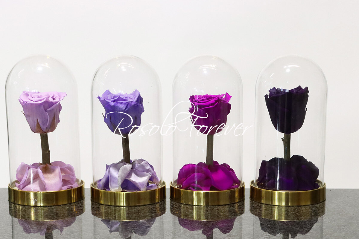 Belle rose éternelle sous cloche (mauve-violet-pourpre)