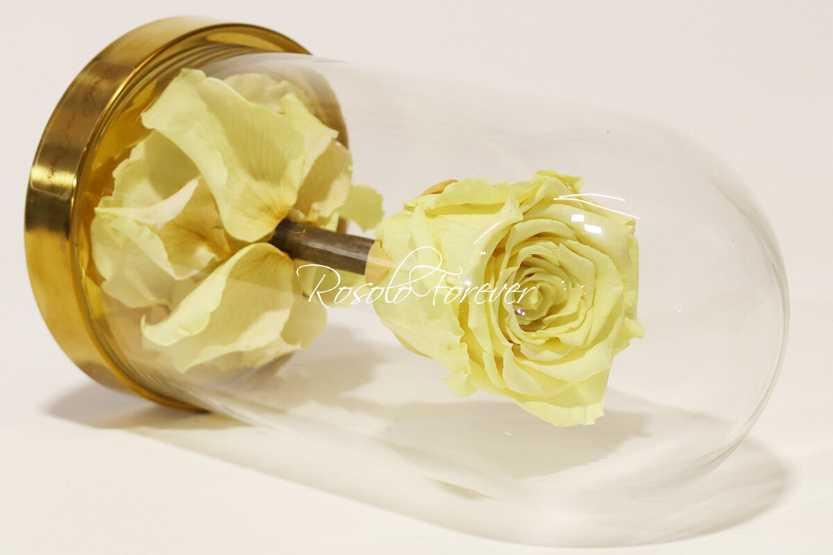 Belle rose éternelle sous cloche, taille L, jaune claire