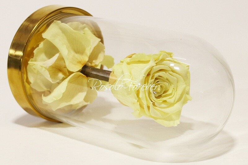 Belle rose éternelle sous cloche, taille L, jaune claire