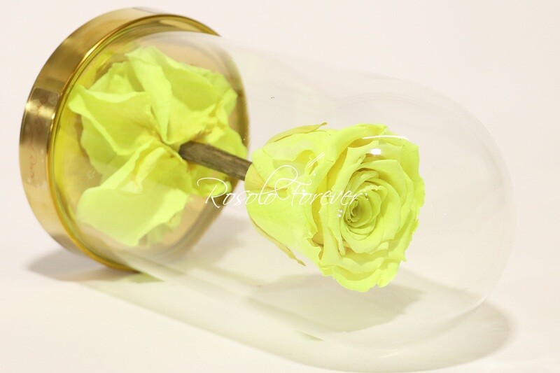 Belle rose éternelle sous cloche, taille L, jaune-fluor