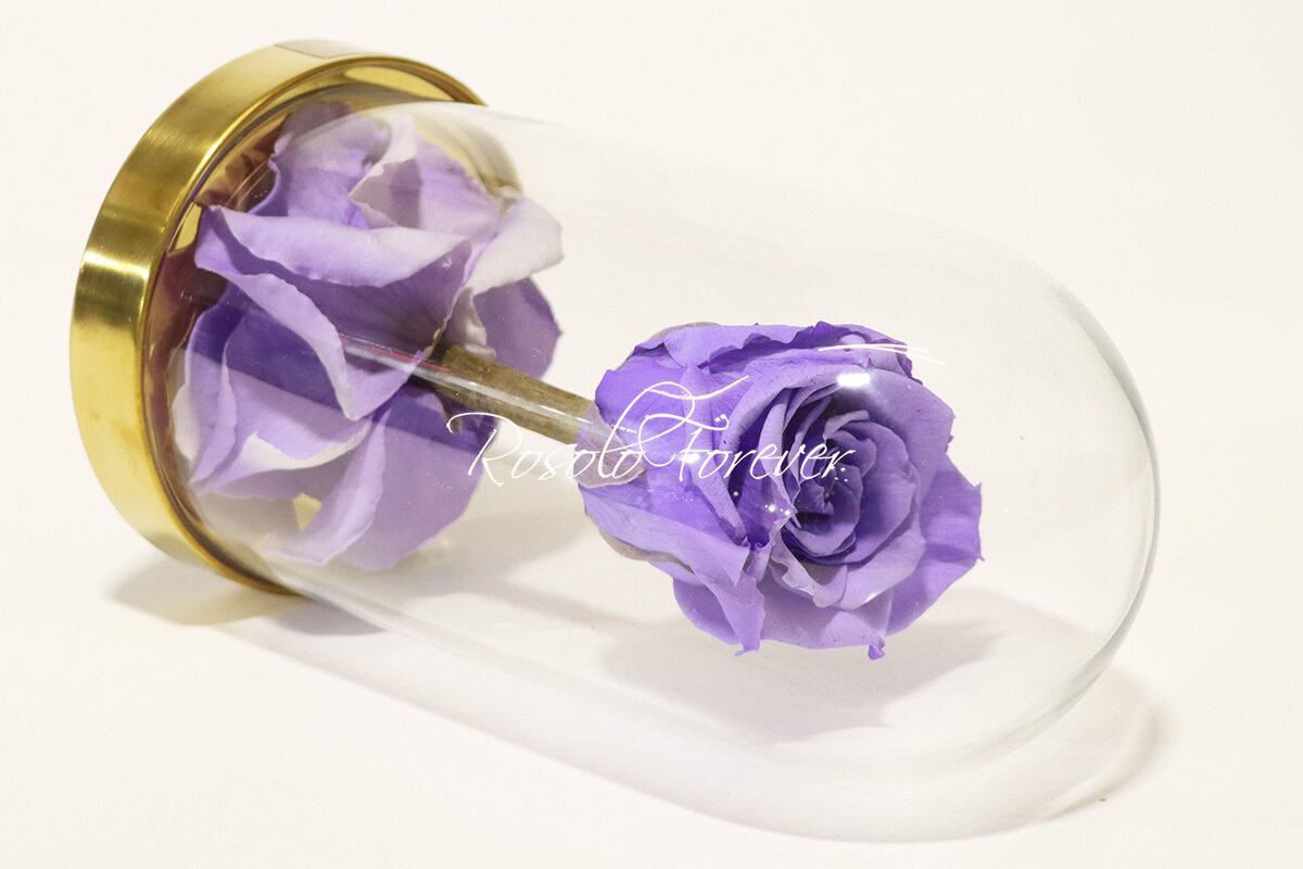 Belle rose éternelle sous cloche, taille L, mauve