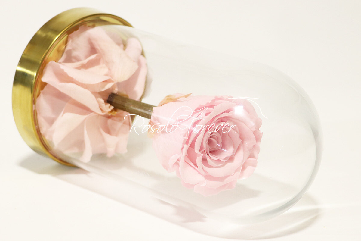 Belle rose éternelle sous cloche, taille L, rose claire