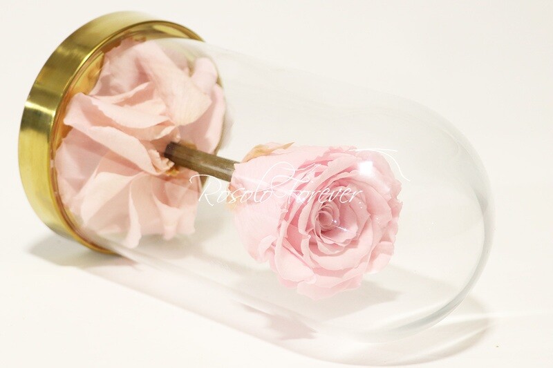 Belle rose éternelle sous cloche, taille L, rose claire
