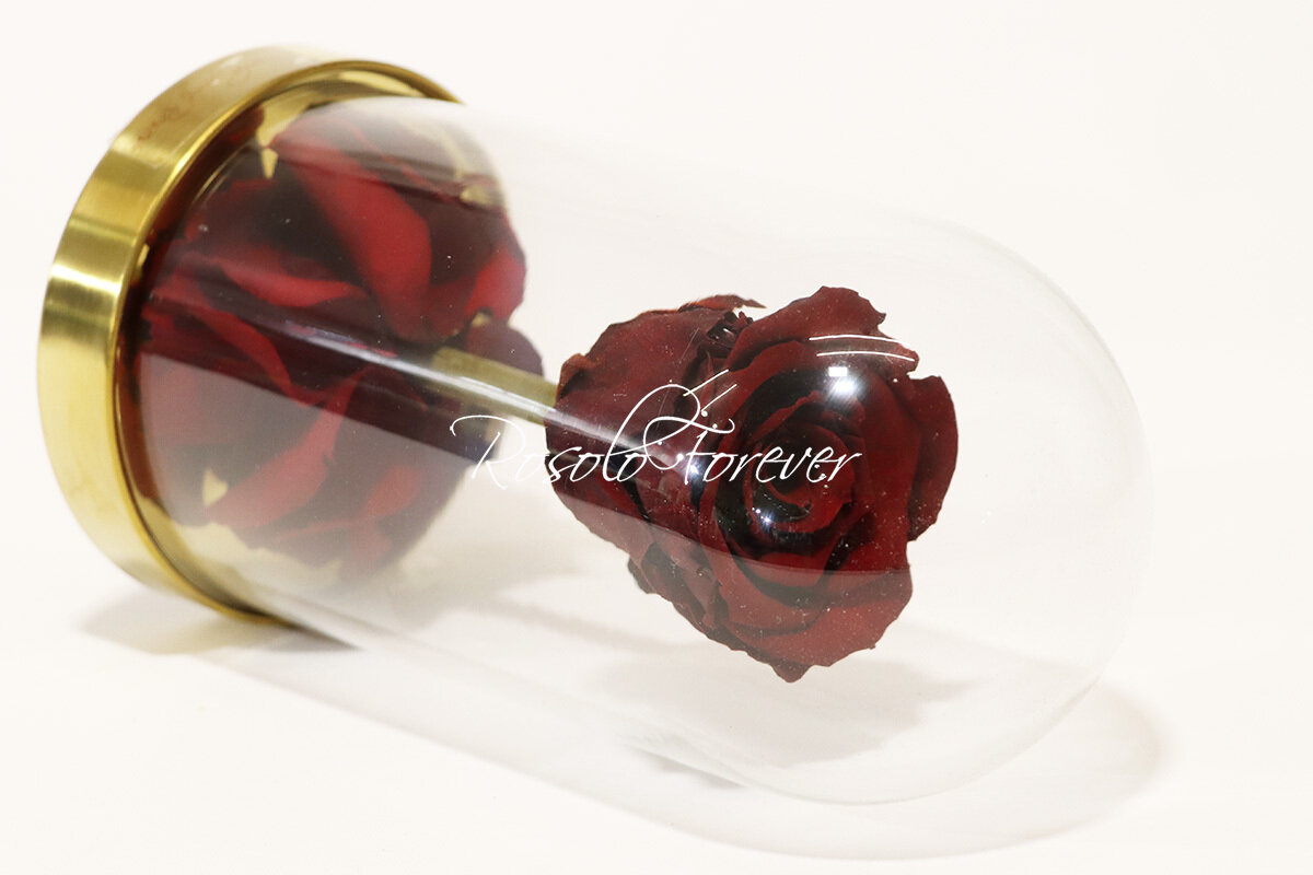 Belle rose éternelle sous cloche, taille L, rouge-bordeaux