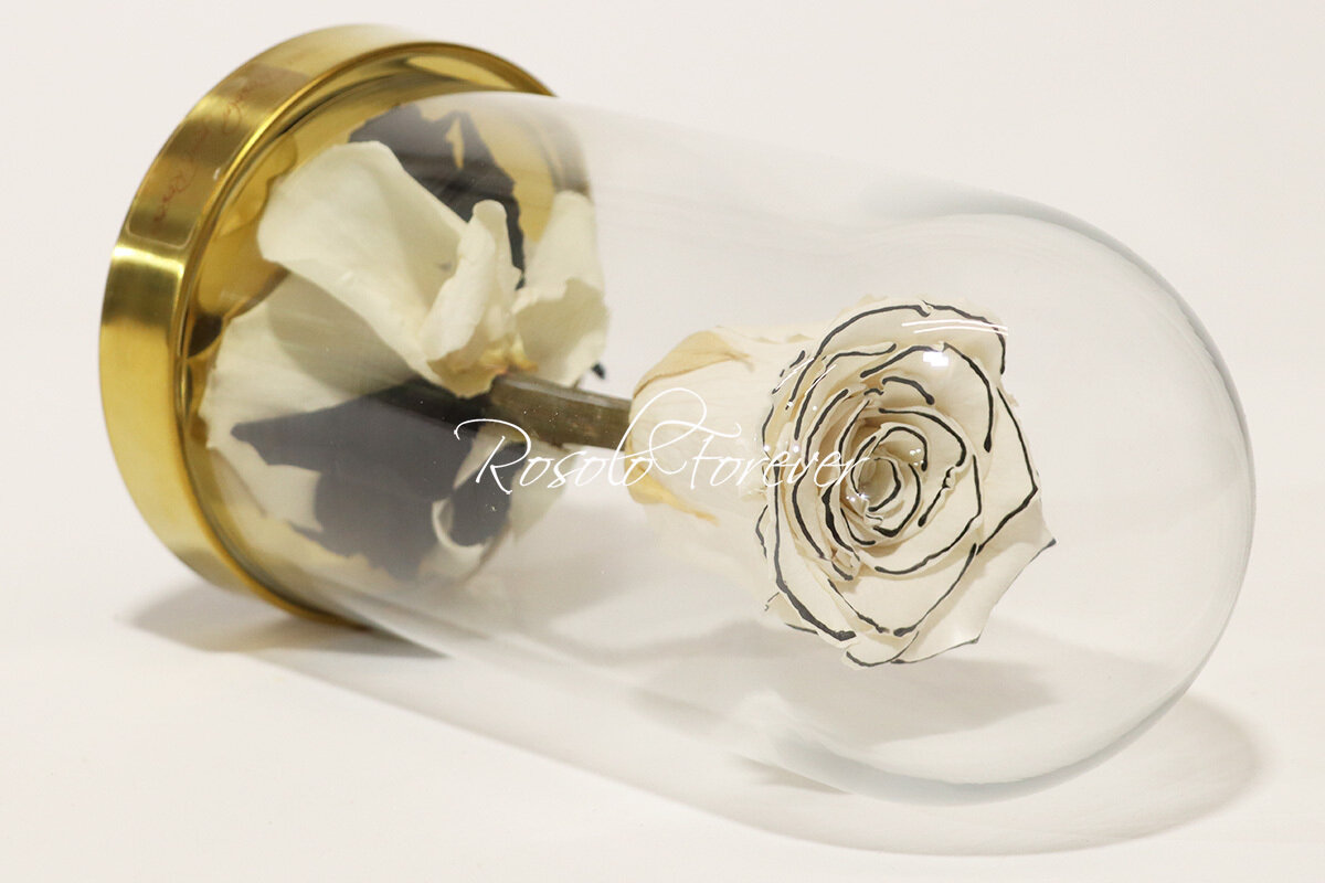 Belle rose éternelle sous cloche, taille L, spécial, blanc-bordure noire