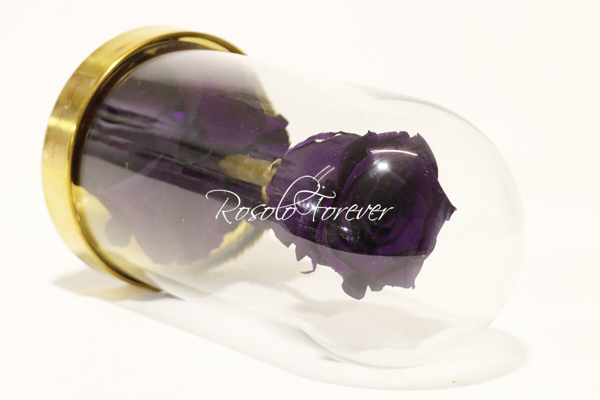 Belle rose éternelle sous cloche, taille L, violet