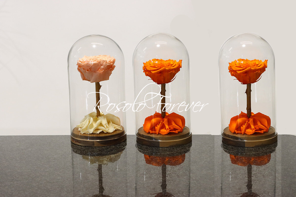 Belle rose éternelle XXL sous cloche (orange-crème)
