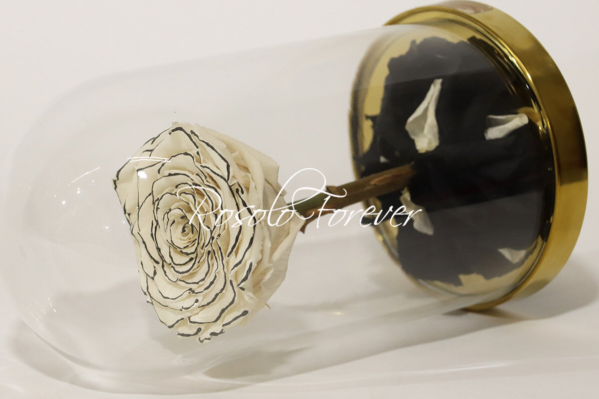 Belle rose éternelle XXL sous cloche (rose spéciale, crème-noir)