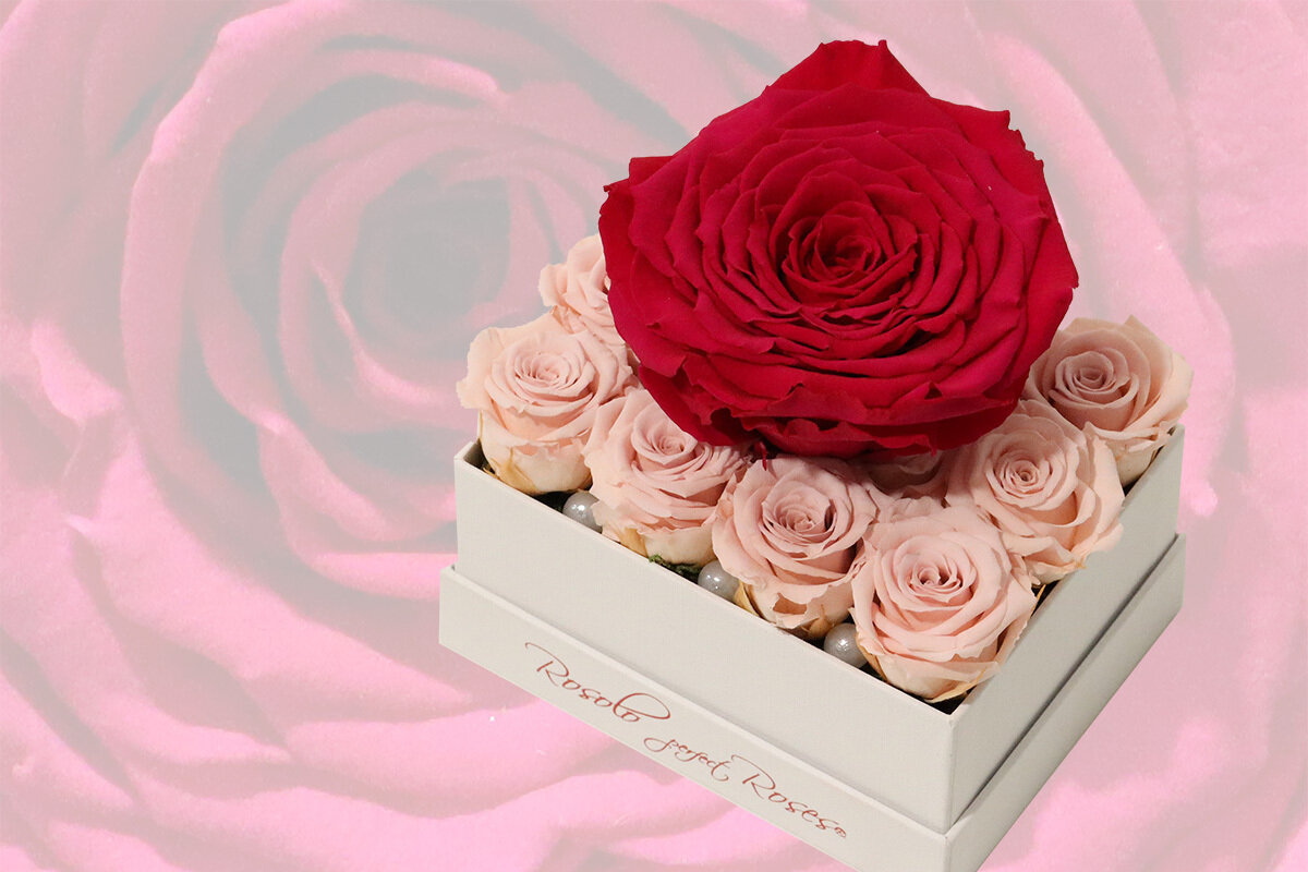 Boîte rectangulaire, 12 roses éternelles miniatures en rose et 1 rose XXL en fuchsia