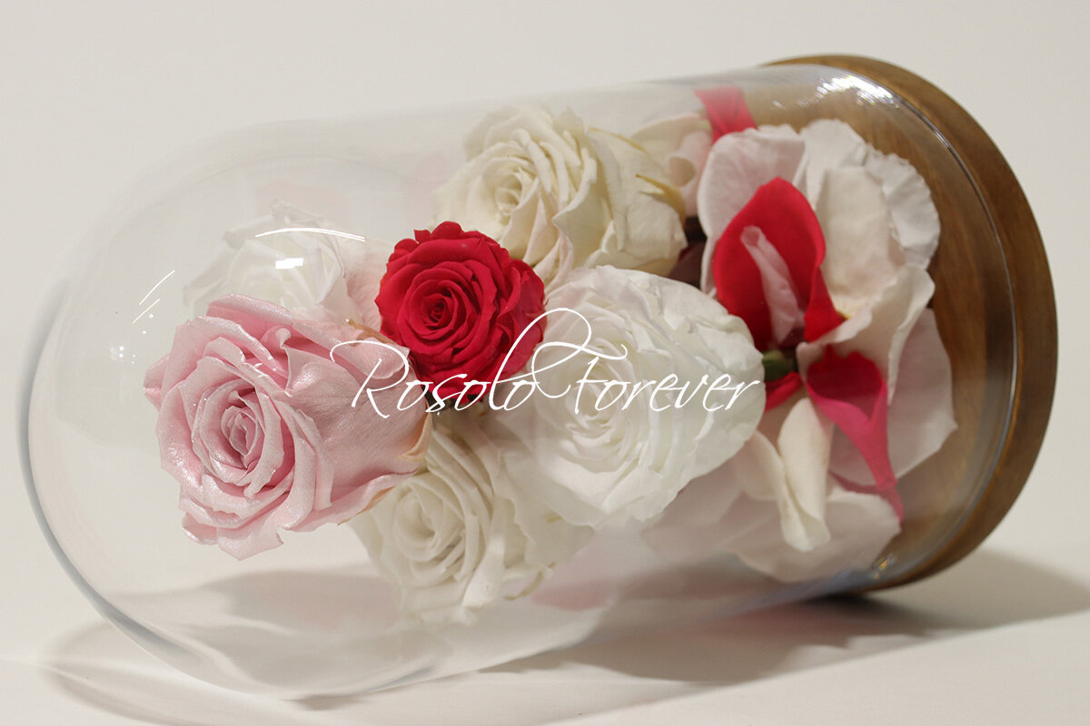 Cloche exclusive, 7 roses en rose, fuchsia, blanc et crème