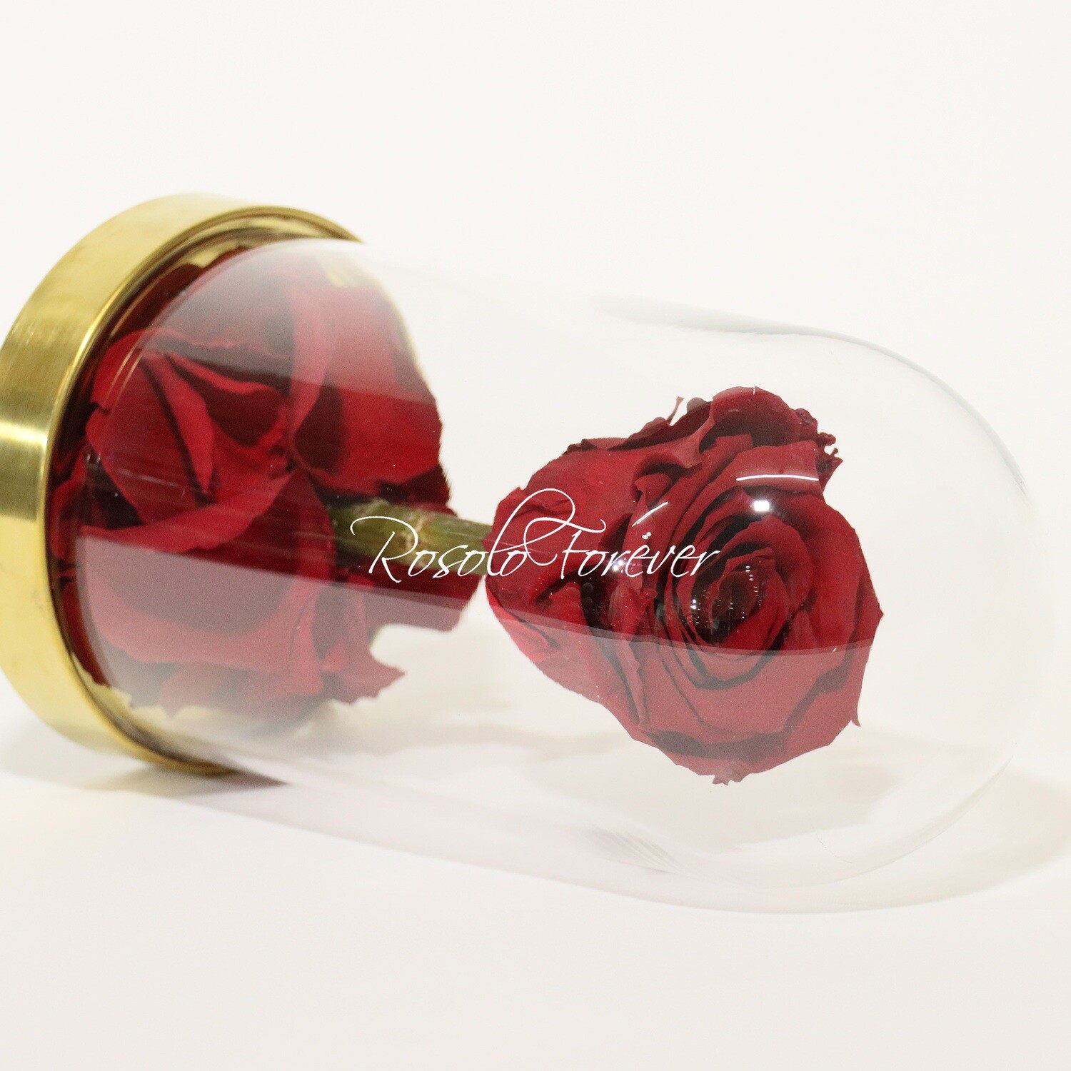 Belle rose éternelle sous cloche, taille L, rouge-bordeau