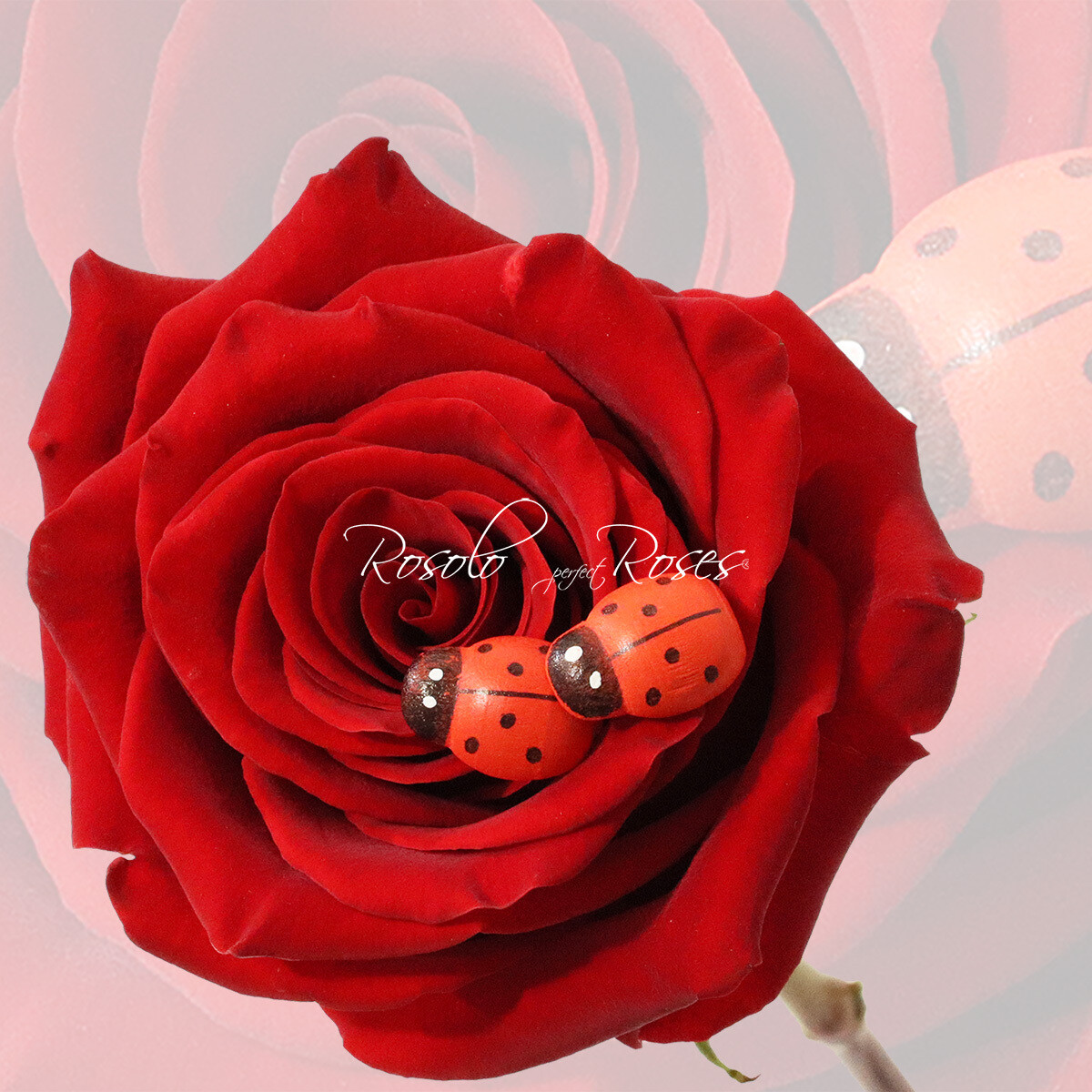 Grande Rose "Explorer"