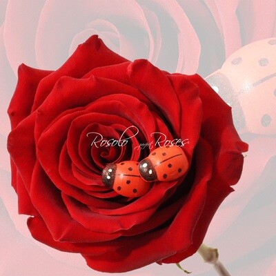 Grande Rose "Explorer"