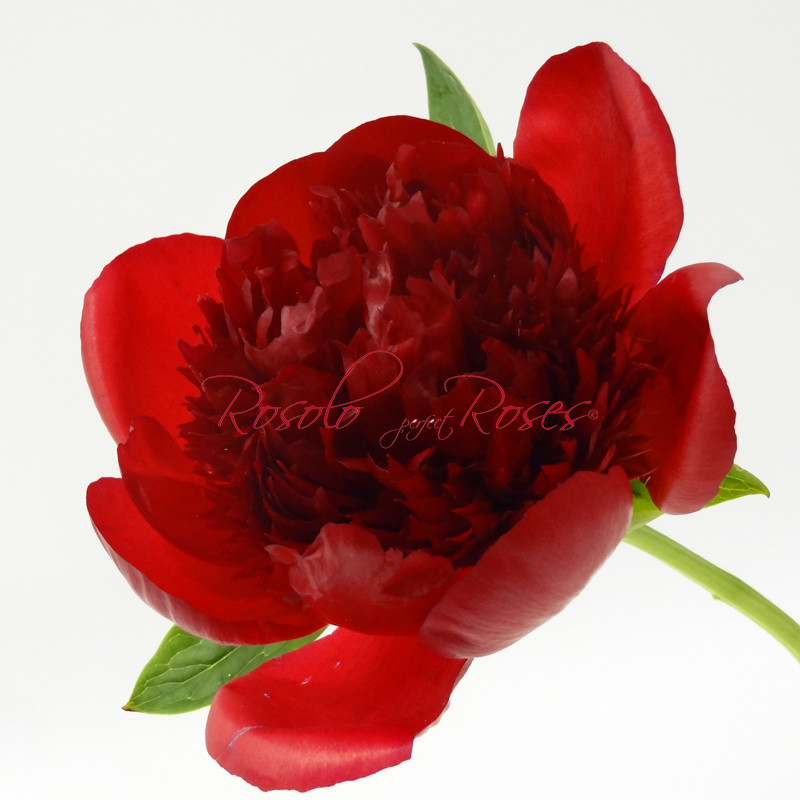 Superbes Pivoines en bordeaux