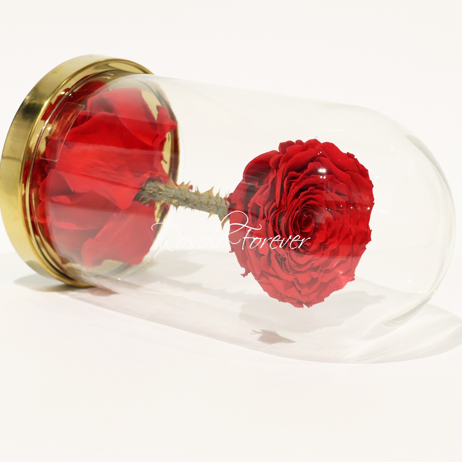 SPÉCIAL: Grande rose éternelle sous cloche, taille XL, rouge vif, BEAUCOUP D'ÉPINES