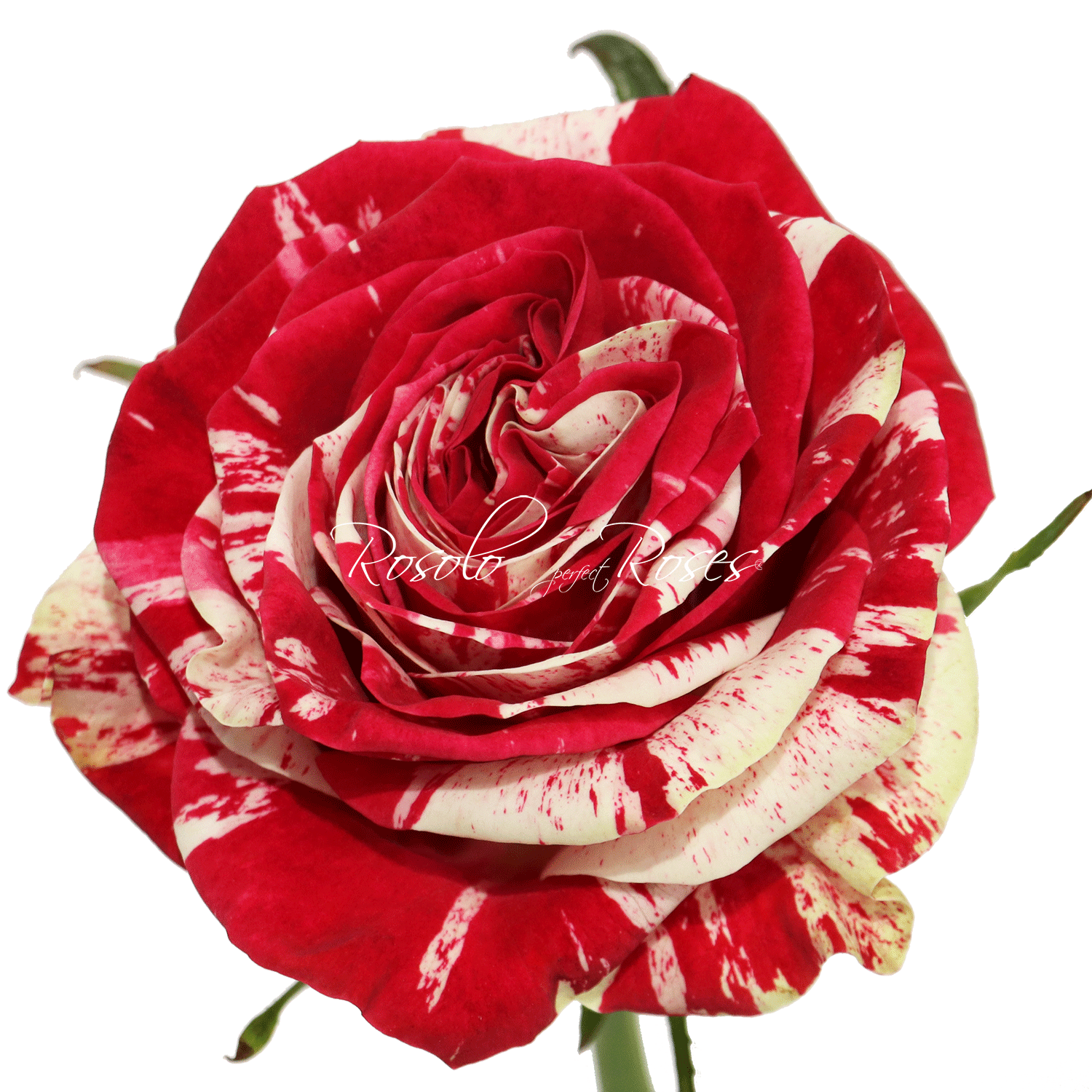 Rose "Arlequin"