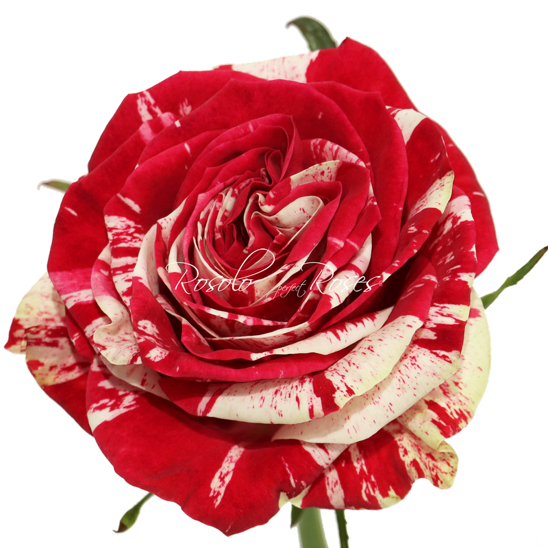 Rose "Arlequin"