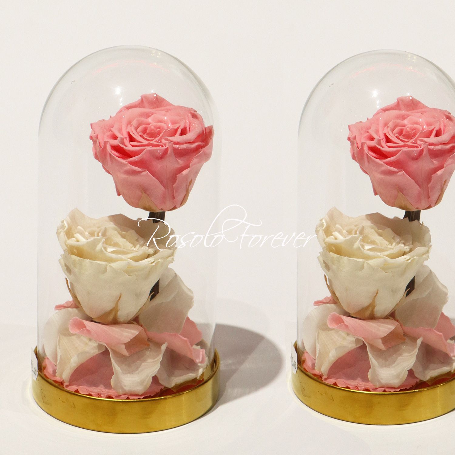 2 grandes roses éternelles sous cloche, tons rose et crème