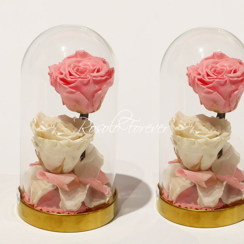 2 grandes roses éternelles sous cloche, tons rose et crème
