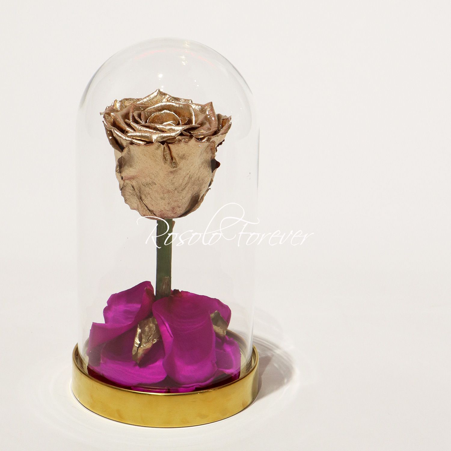 Single rose éternelle sous cloche, couleur or, pétales en fuchsia et or