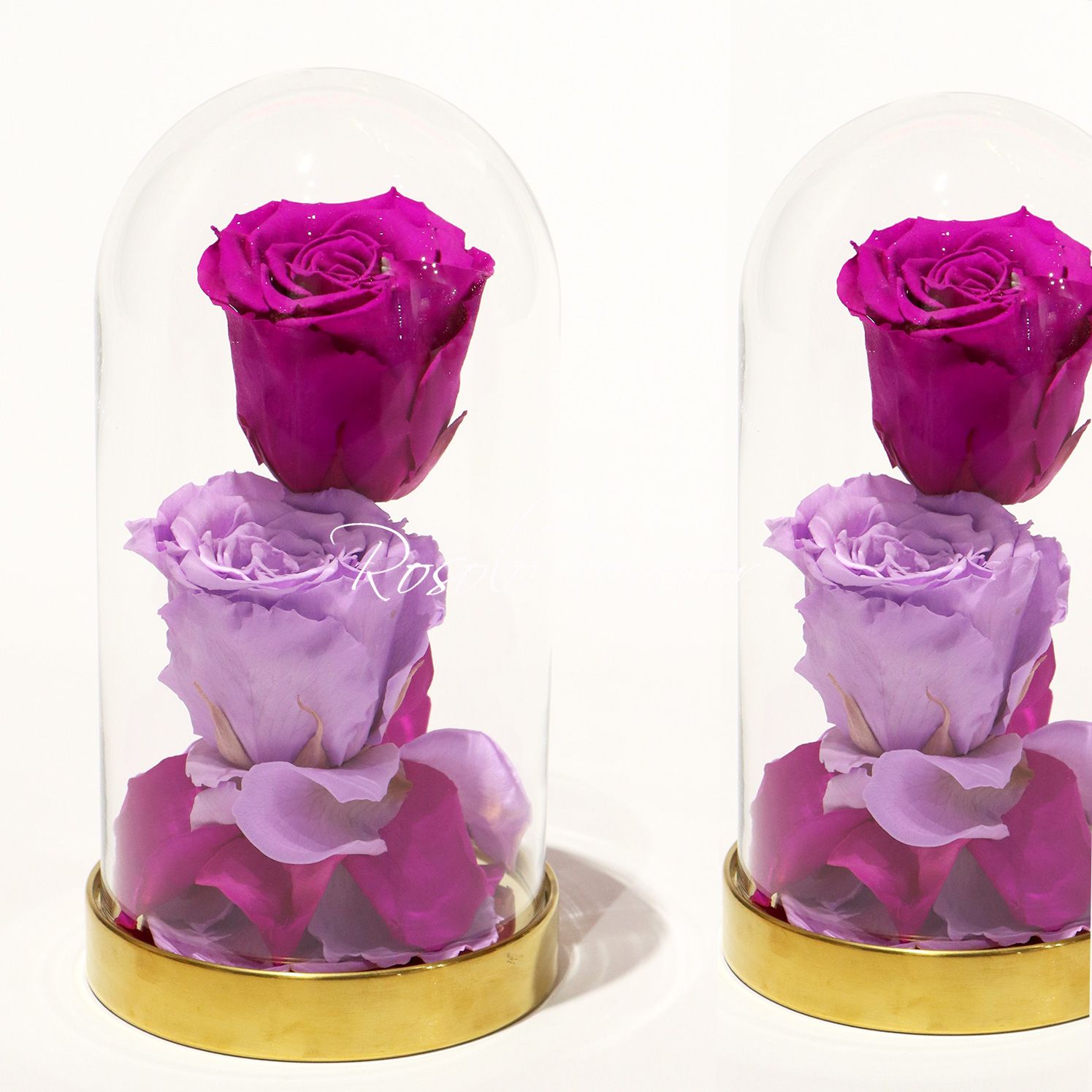 2 grandes roses éternelles sous cloche, tons fuchsia et mauve