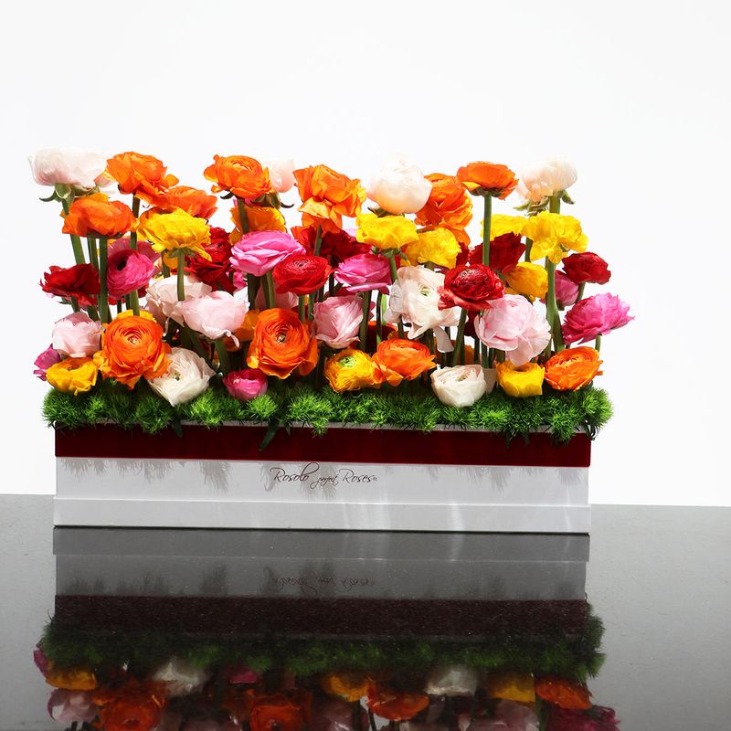 Très grande boite de renoncules