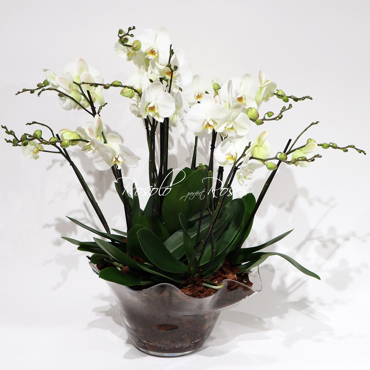 Somptueuse coupe d'orchidées, blanc - 12 tiges -