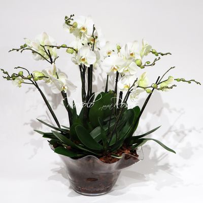Somptueuse coupe d'orchidées, blanc - 12 tiges -