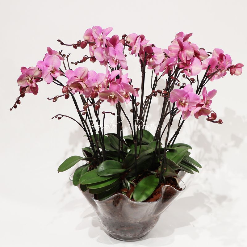 Somptueuse coupe d'orchidées, rose foncé - 18 tiges -