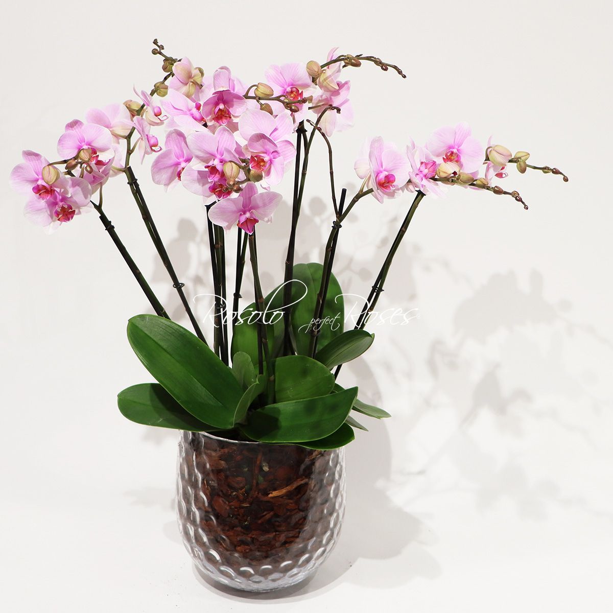 Belle coupe d'orchidées, rose claire - 9 tiges -