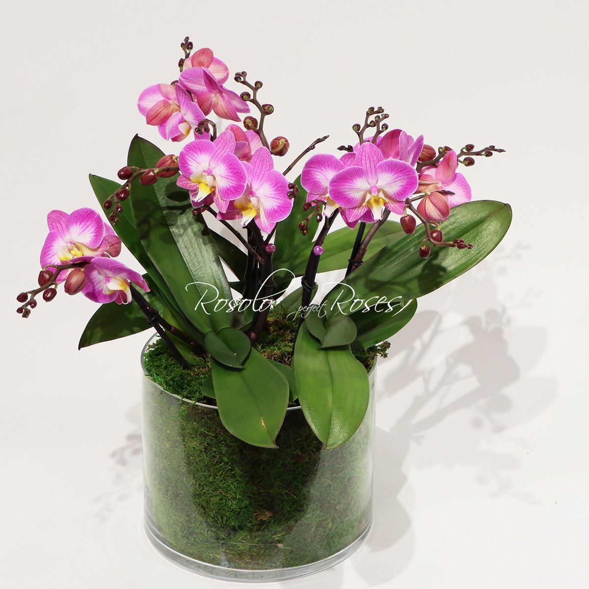 Superbes orchidées basse, rose vif, coupe de 6 tiges