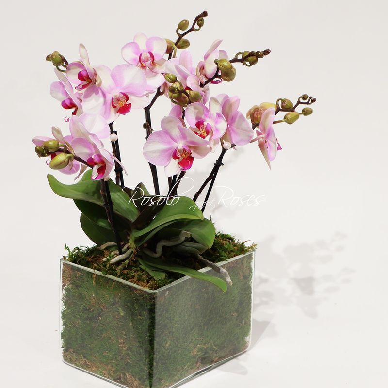 Coupe rectangulaire, orchidées basses, rose claire - 6 tiges -