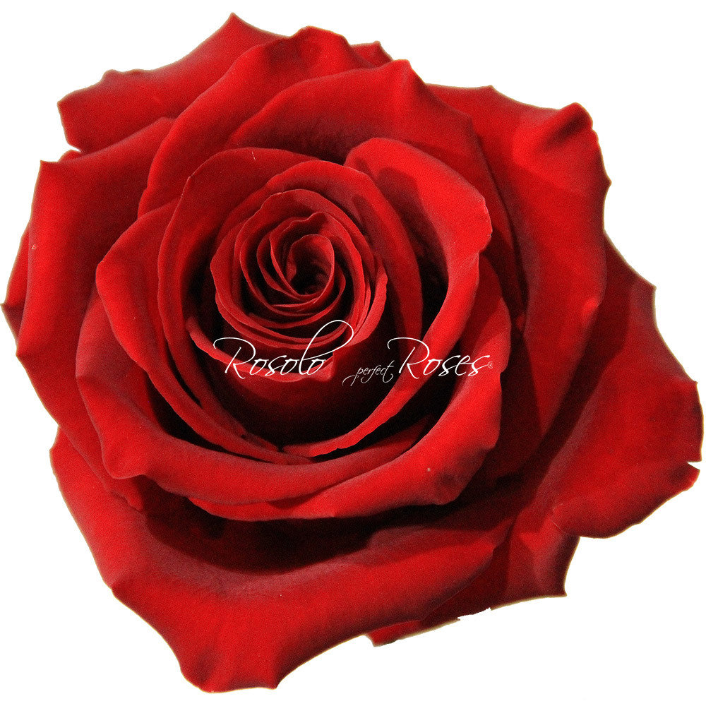 Grande Rose "Explorer"