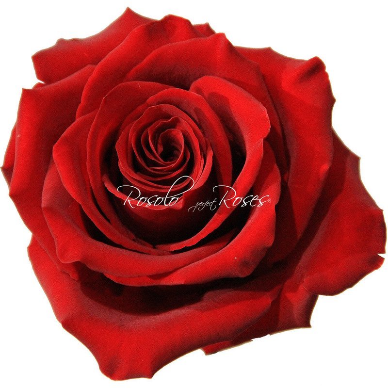 Grande Rose "Explorer"