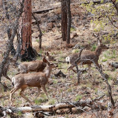 General Fund Donation